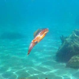 Squid swimming near the bottom of the ocean