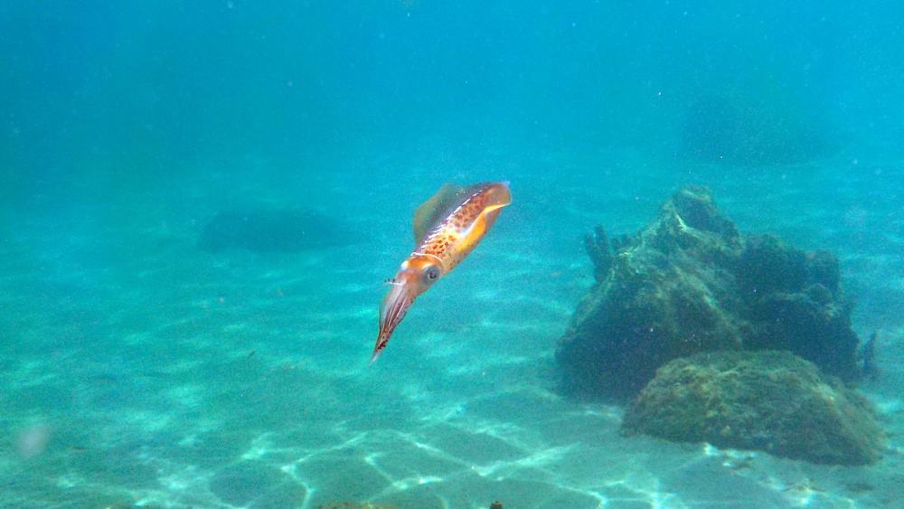 Squid swimming near the bottom of the ocean