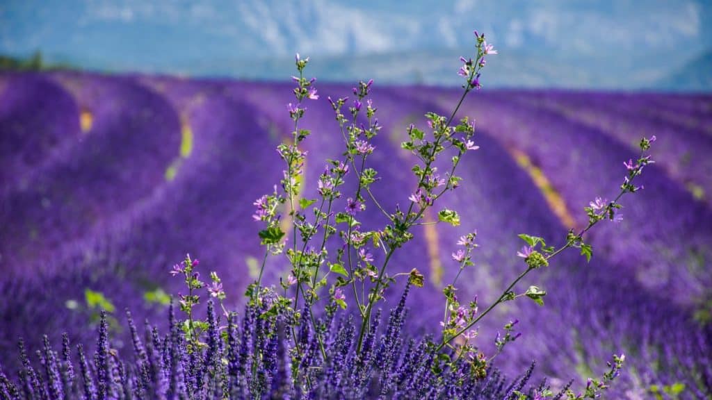 Lavendar field stretching to the horizon