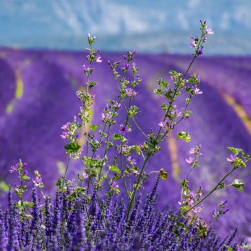 Writing and editing books set in France (but written in English)