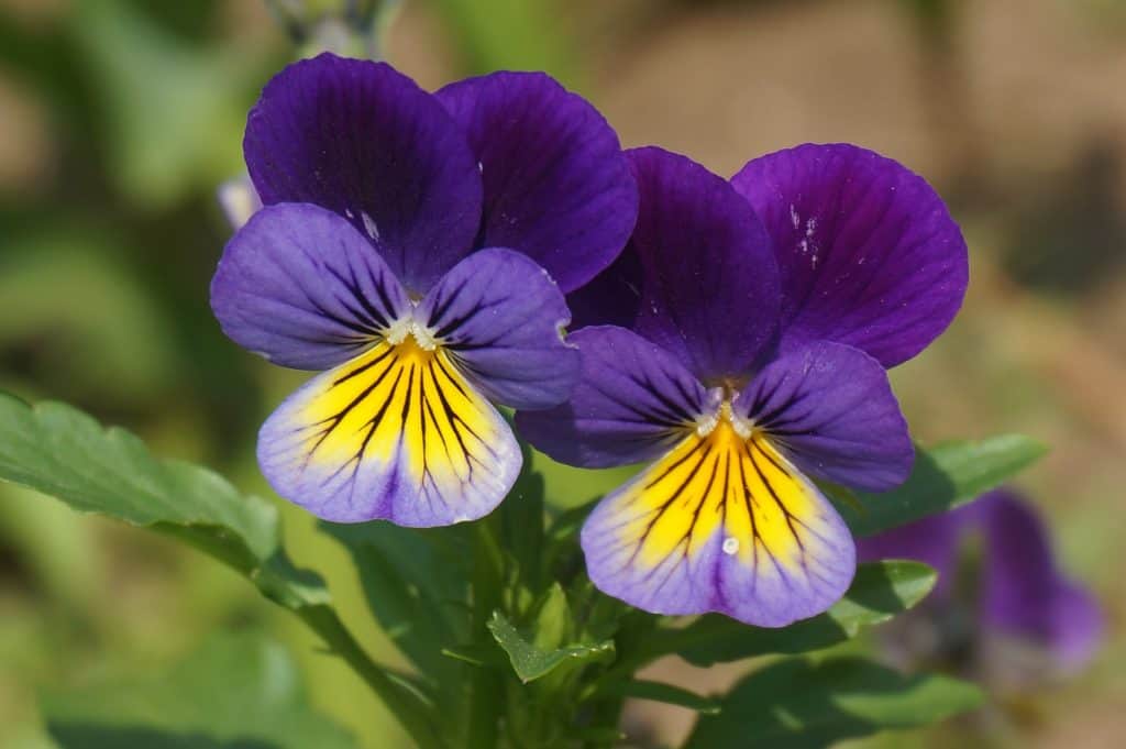 Two purple-and-yellow pansies.