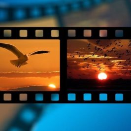 Movie film with still pictures of a seagull flying at sunset and clouds at sunset