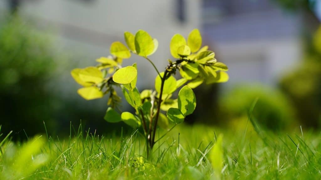 Sapling in the sunshine