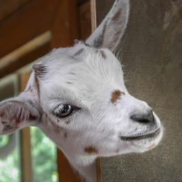 A white-faced goat peering round a wall.