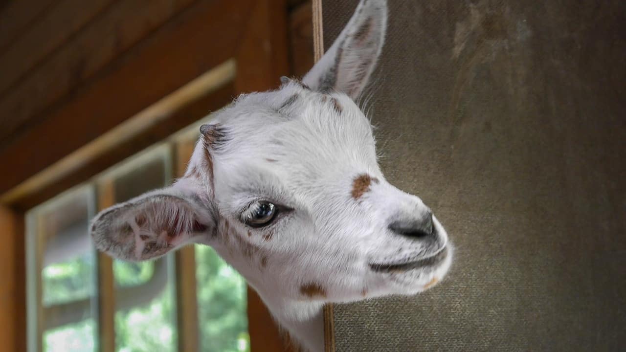 A white-faced goat peering round a wall.