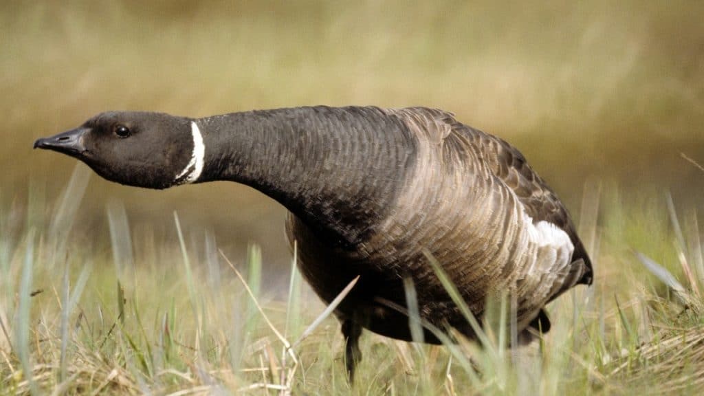 Brent goose