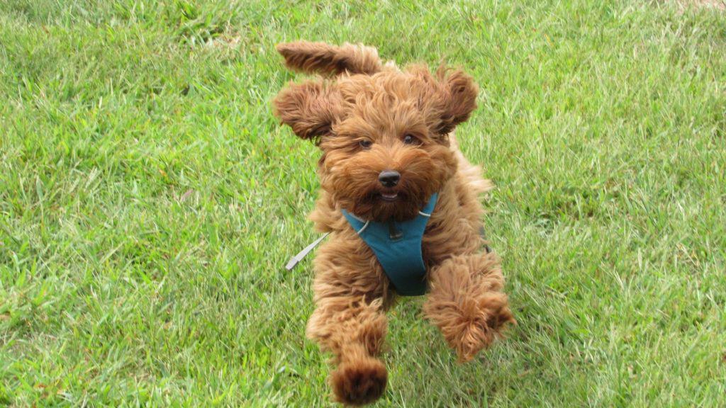 Labradoodle running on grass