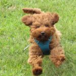 Labradoodle running on grass