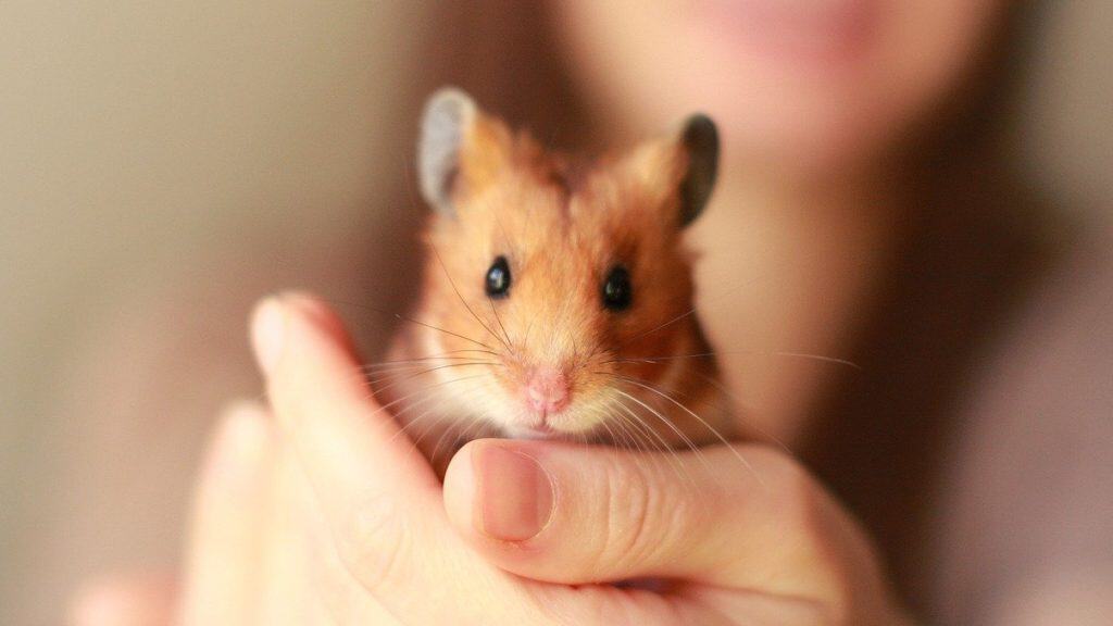 Syrian hamster sat in woman's hand