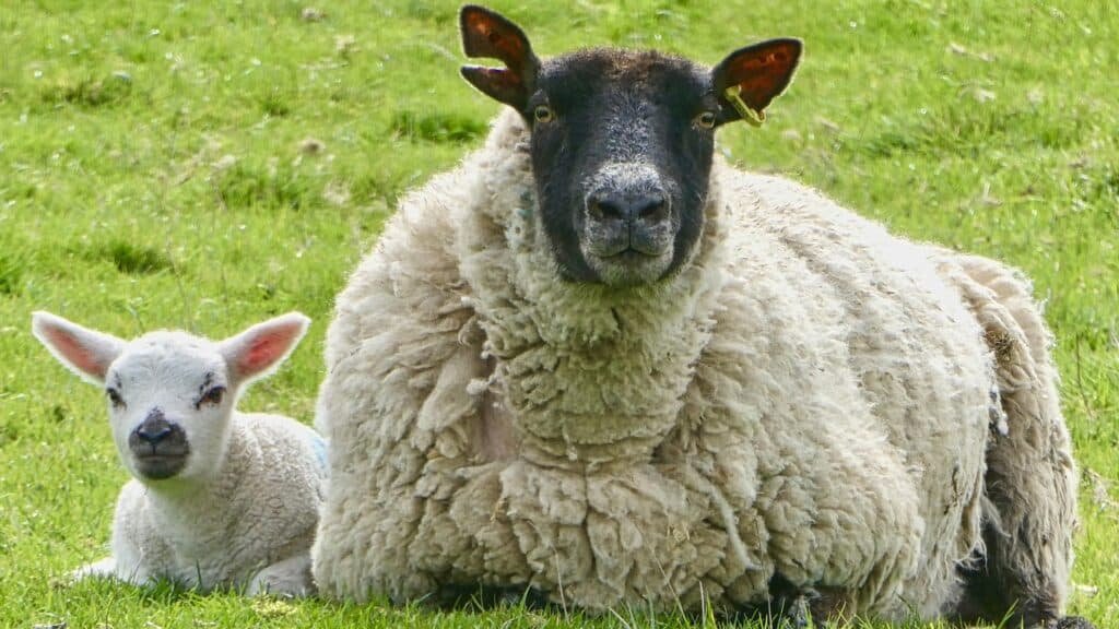A ewe sitting down on grass with her lamb next to her