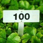 White sign with black text '100' amid a bed of strawberry leaves.